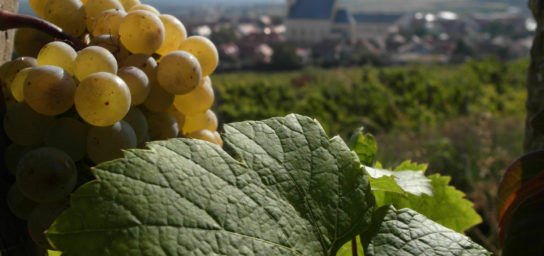 Vinocentrum wine shop