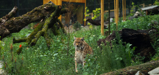 Zoologischer Garten