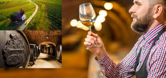 Wine tasting in the Small Carpathians